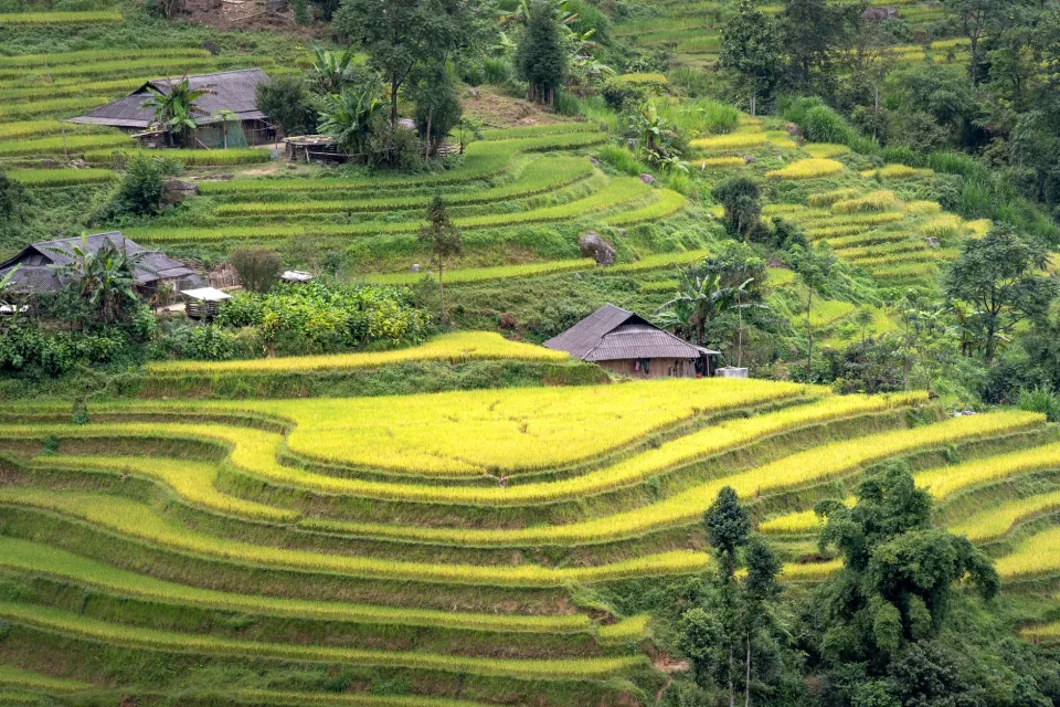 Hạt gạo trong thúng