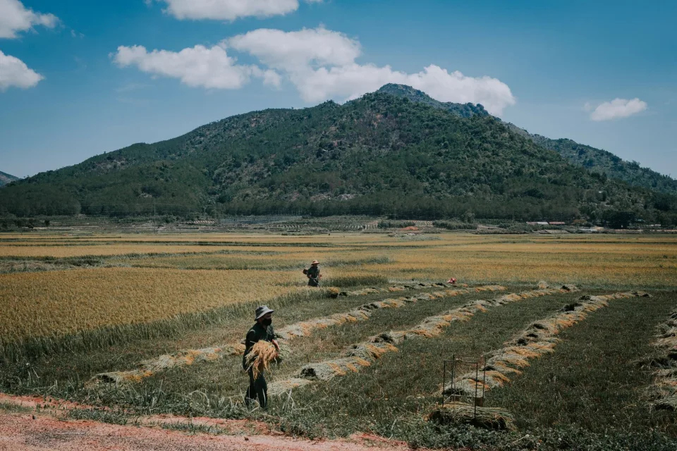 Xe giao gạo