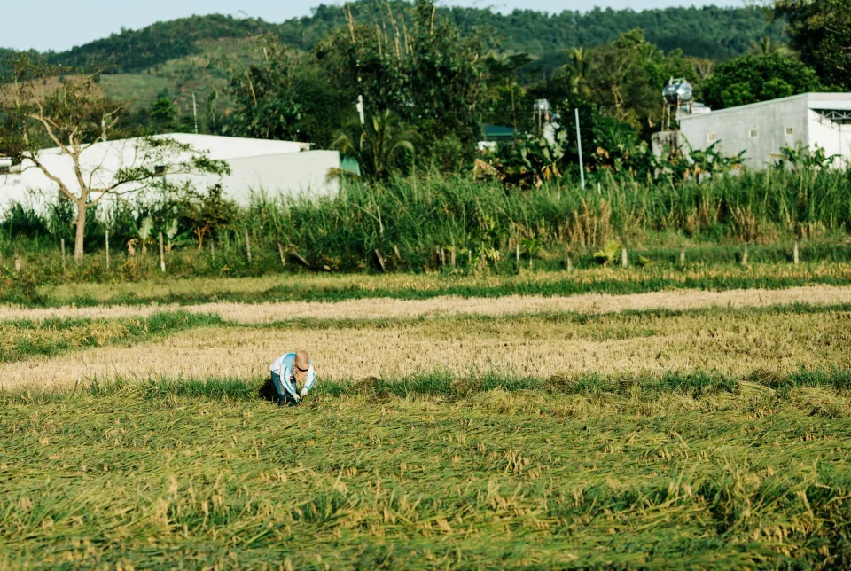 Kho gạo của Nguyễn Thị Dư